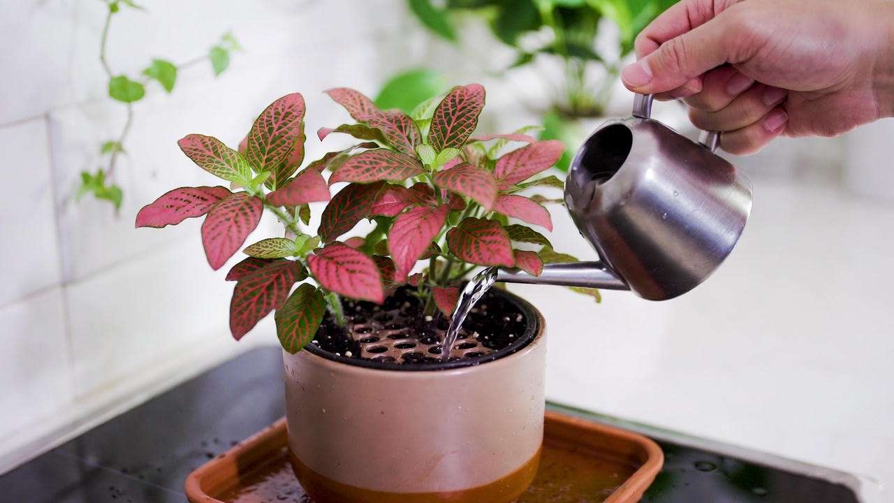 Watering a Fittonia plant with vibrant pink and green leaves, showing proper plant care techniques for healthy, colorful plant leaves. 