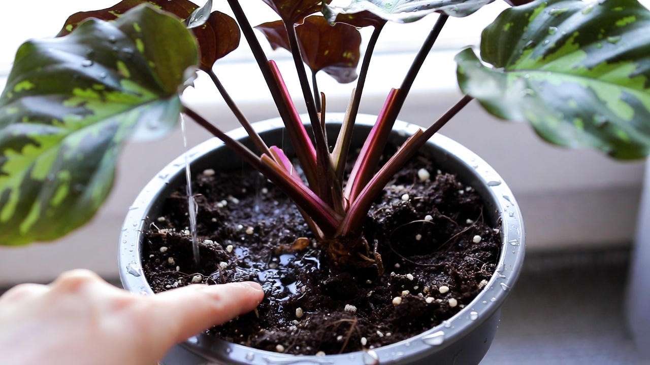 A close-up of a hand checking the soil moisture of a Purple Butterfly Plant using the "soak and dry" method, illustrating proper watering.