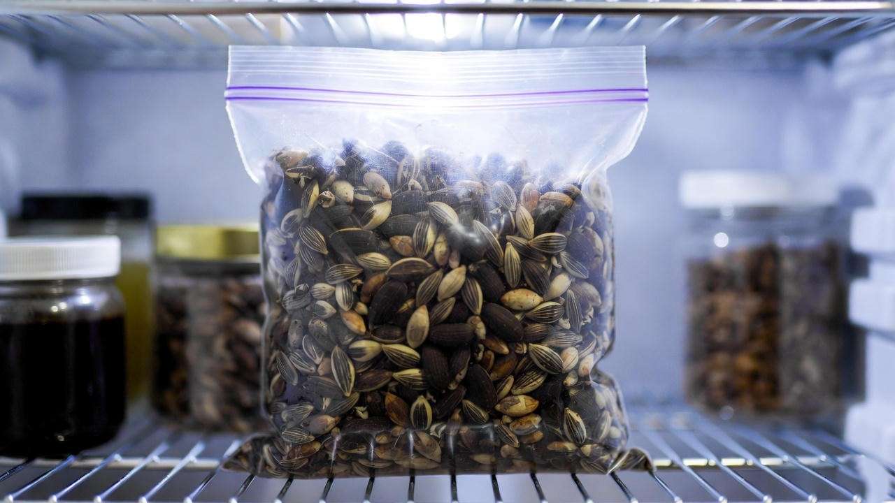Ziplock bag with pine tree seeds in moist peat moss on a refrigerator shelf, demonstrating the stratification process for germination.