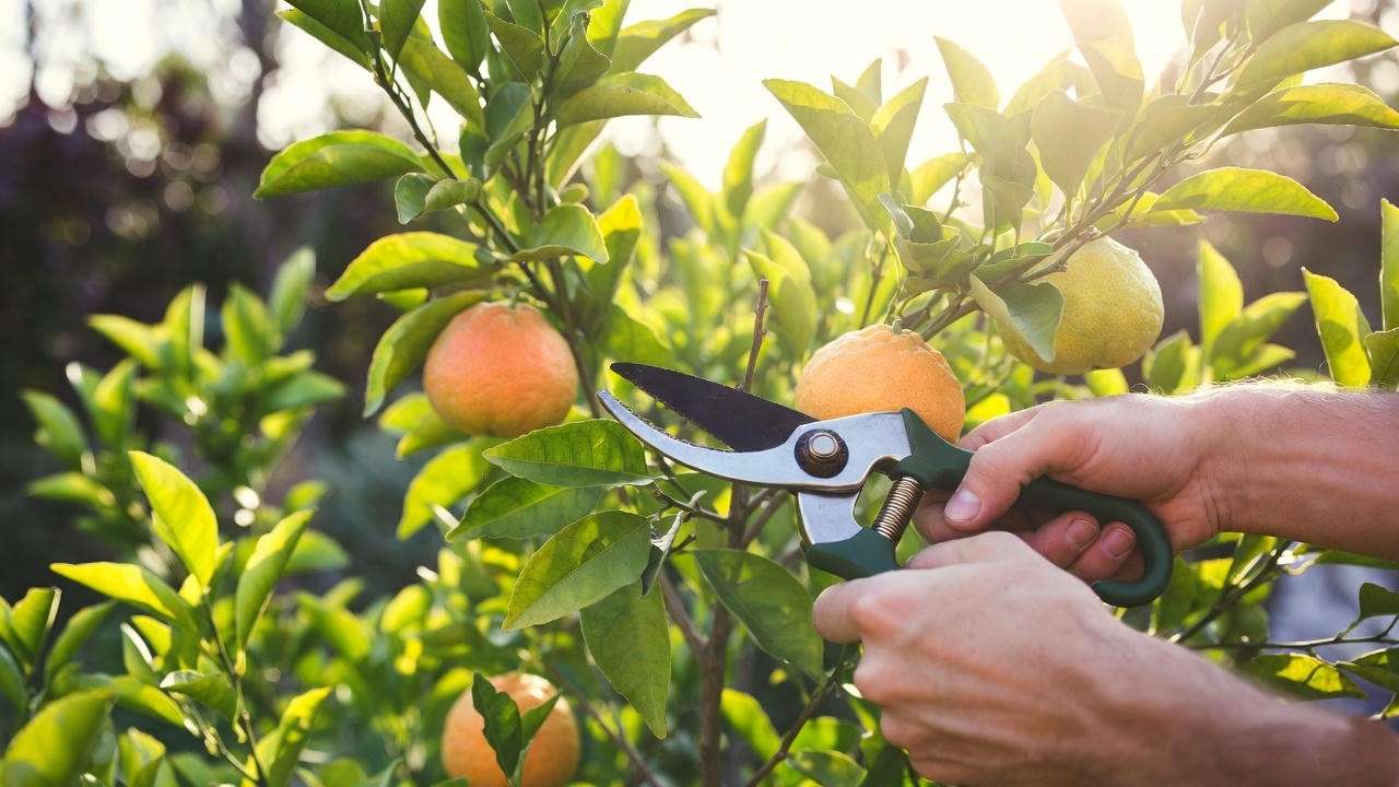 Gardener pruning a ruby red grapefruit tree with shears, removing dead branches to promote healthy growth and fruit yield.

