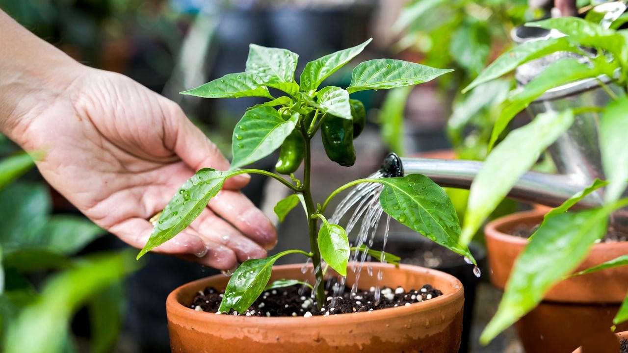 Gardener watering a young Peter Pepper chilli plant in a pot, showing proper moisture care. 