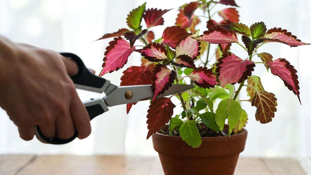  Pruning a Coleus plant with vibrant rainbow leaves, showing proper trimming techniques to enhance colorful plant leaves. 