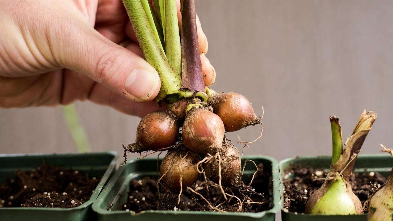 Hand dividing Purple Butterfly Plant rhizomes (bulbs) into smaller sections for propagation, with new bulbs ready for planting.