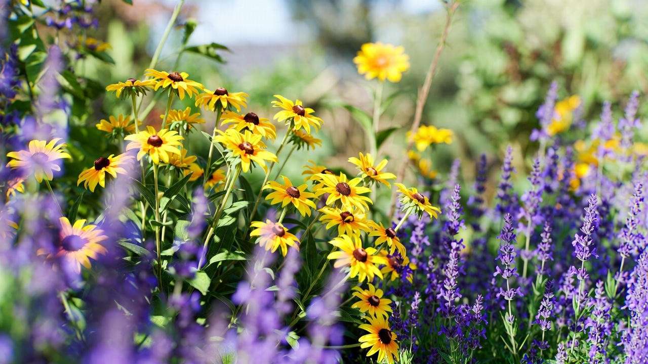 Yellow daisy plants with lavender and salvia in a colorful garden bed.