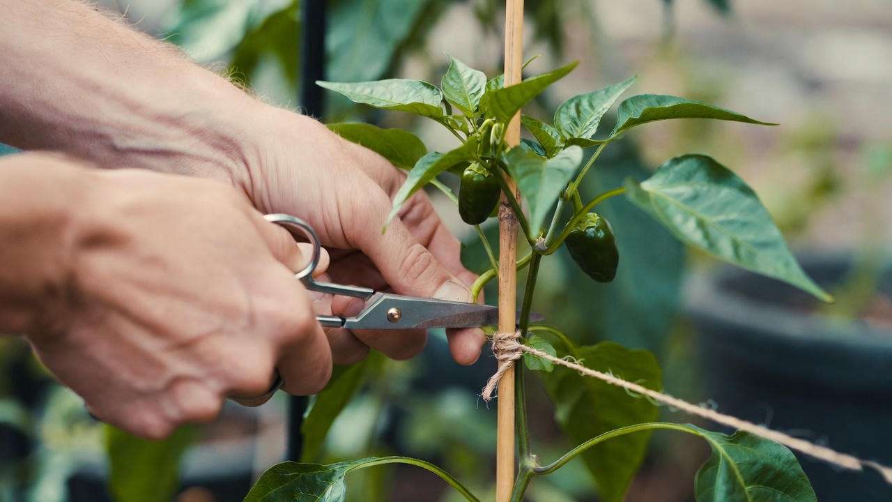  Gardener pruning a Peter Pepper chilli plant with scissors, removing a sucker for better growth. 