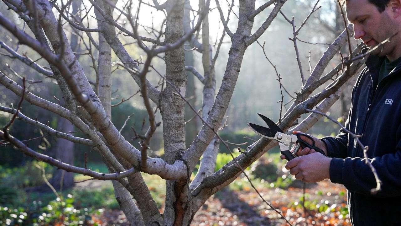 Gardener pruning an LSU Purple Fig Tree with shears in a winter garden for optimal shape.