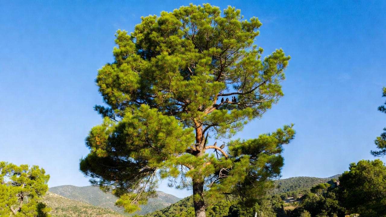 Mature pine tree with green needles in a scenic landscape, with birds on branches and rolling hills under a blue sky.