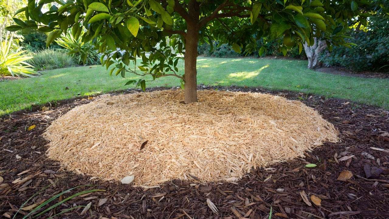 Ruby red grapefruit tree with organic mulch around its base in a sunny garden, illustrating proper mulching for soil health and tree care.

