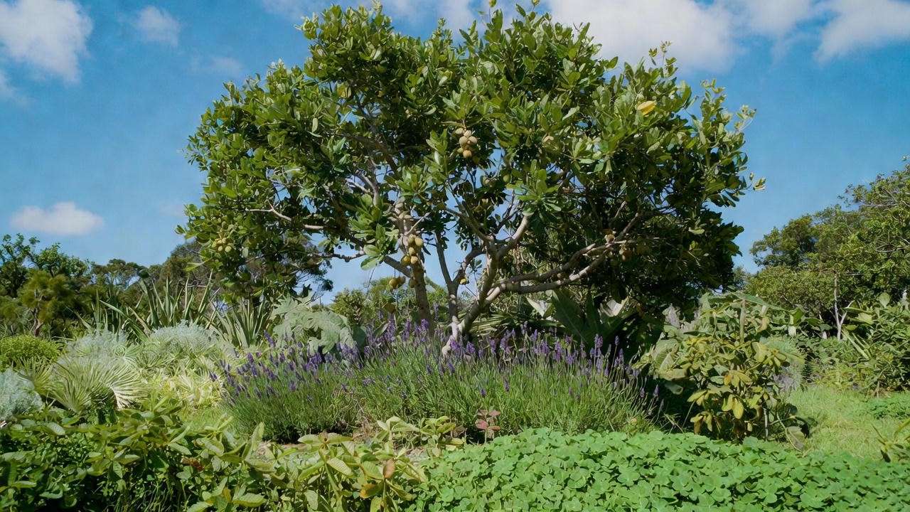 Macadamia nut tree with clover and lavender companion plants in a diverse, sunny orchard setting.
