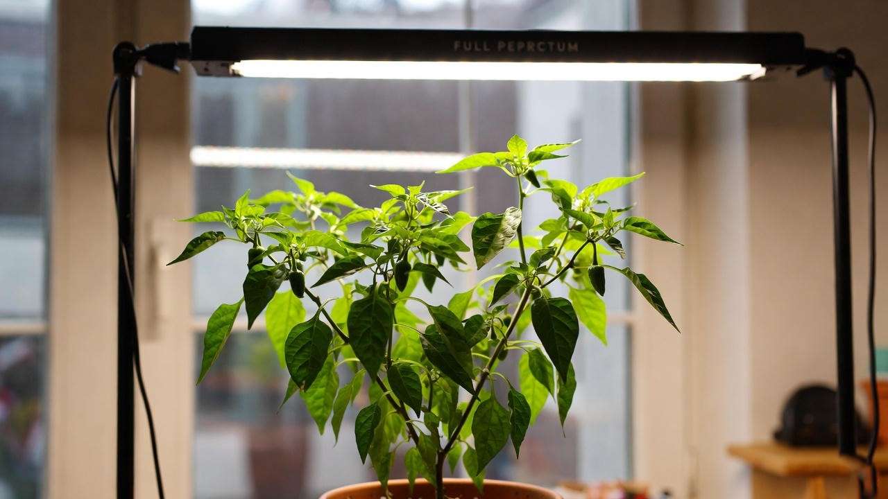 Indoor Peter Pepper chilli plant in a pot under a grow light, thriving on a sunny windowsill. 