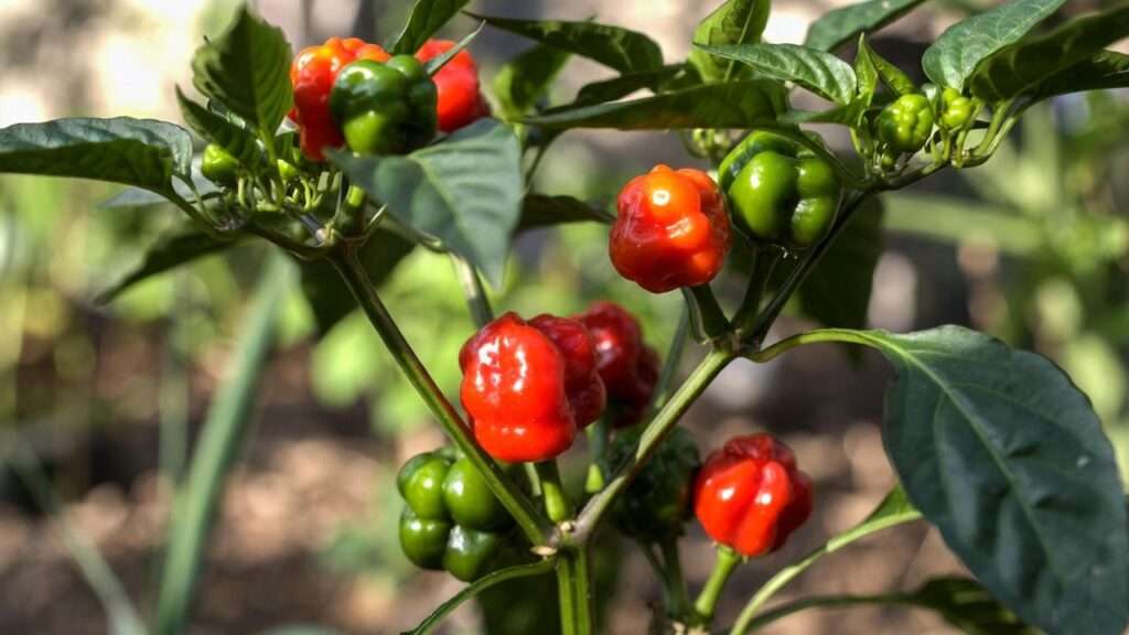 Peter Pepper chilli plant