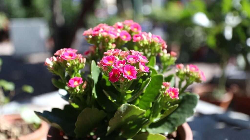 Pink Kalanchoe Plant
