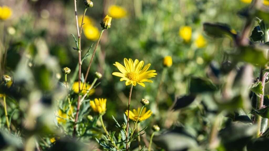 Yellow Daisy Plant Care
