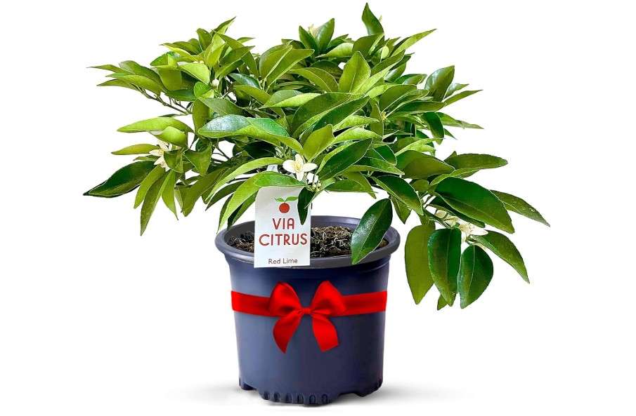 Red Lime Live Fruit Trees 8-12" Tall - Easy Indoor Plants Live Houseplants, No Shipping to CA, AZ,TX,LA - Outdoor Fruit Plants, Easy House Plant,...