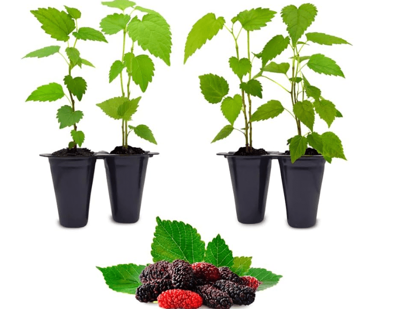 Dwarf Everbearing Mulberry Tree