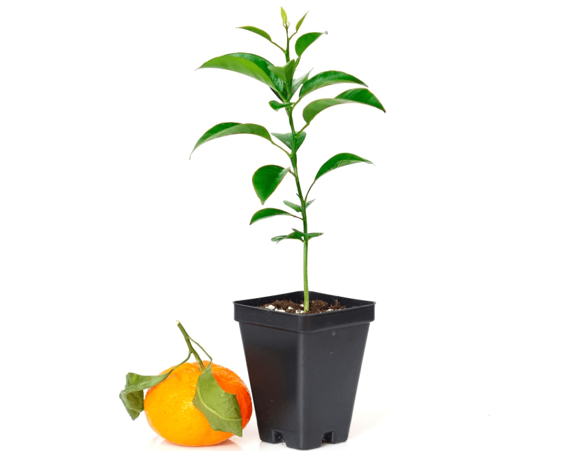 Satsuma Mandarin Tree - XL. Citrus unshiu. 6" - 10"
