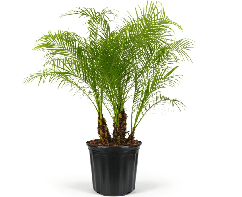 Pygmy Date Palm Tree – Phoenix Roebelenii, Tropical Drought Tolerant Palm, Low Maintenance, Cold Hardy, Perfect for Outdoor Landscapes, Patios, an