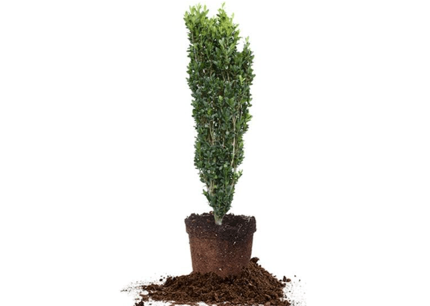 
Perfect Plants Sky Pencil Holly Live Plant, 2-3', Includes Care Guide