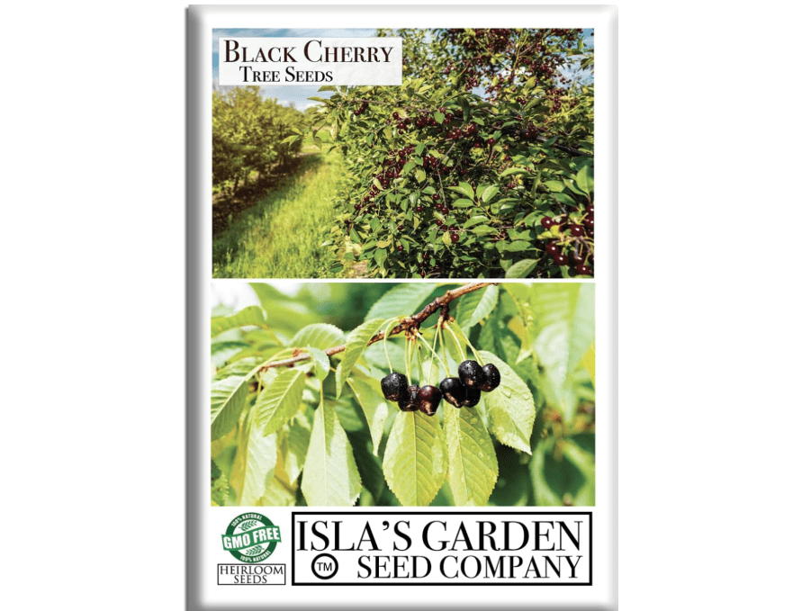 Black Cherry Tree Seeds (Prunus serotina, Wild Black Cherry) – 25+ Non-GMO & Heirloom Seeds, Fragrant Blossoms & Edible Fruit, Tall Shade Tree for.
