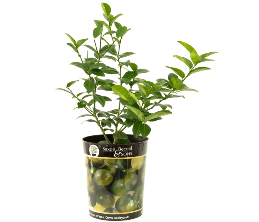 
Garden State Bulb Persian Lime Tree, Citrus Live Plant (1 Gallon Growers Pot) Can