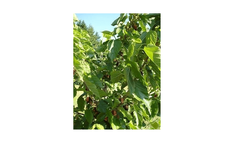  Dwarf Mulberry "Dwarf Everbearing" Morus nigra live plant