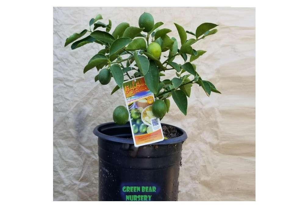 Indian Sweet Lime, Palestinian Lime, Lima Dulce, 2FT-3FT Tall Semi Dwarf Live Tree from a 5 Gallon Pot, Grow Indoor or Outdoor