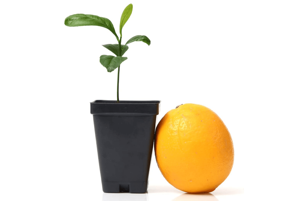 Meyer Lemon Tree Start