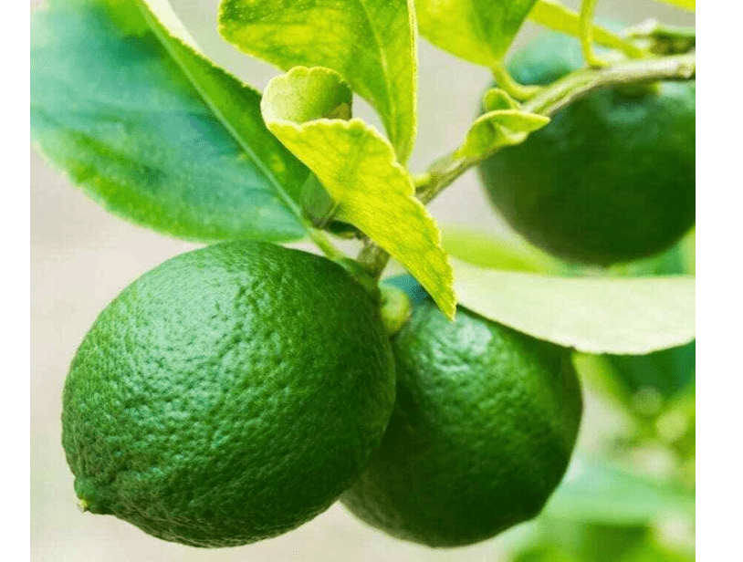 
Mexican Key Lime Tree - 2-5 Inch Tall Live Plant - Potted Lime Fruit Seedling - Citrus aurantifolia