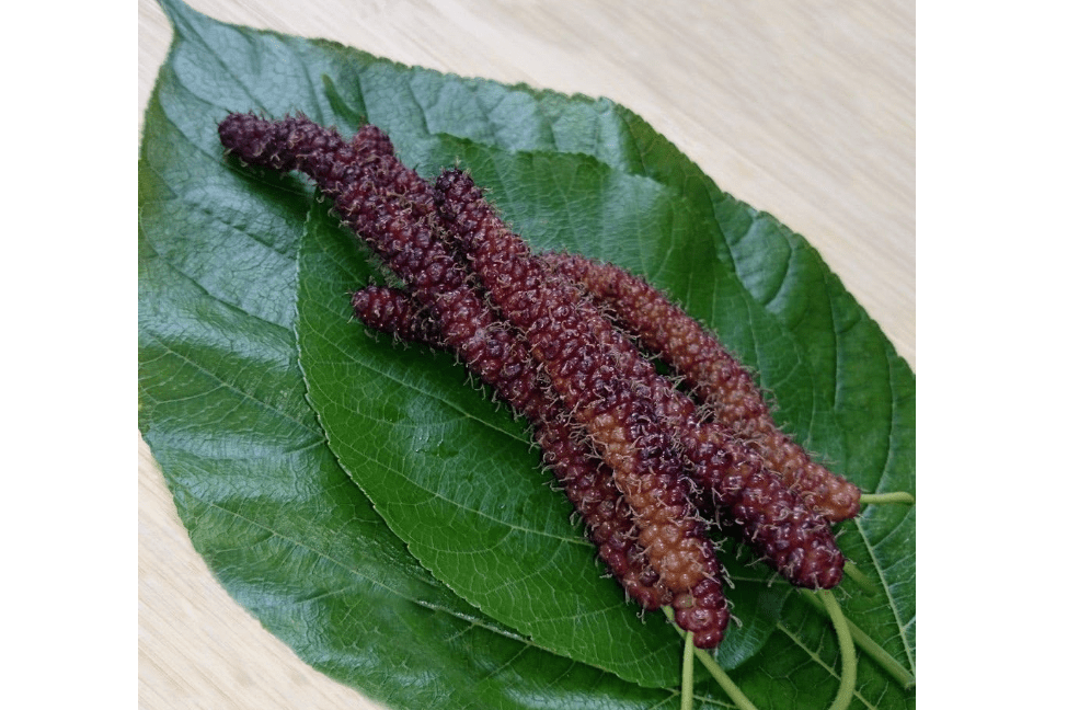  Long Mulberry Tree 'Pakistan" Black Mulberry Tree Morus alba Live Plant Fruit