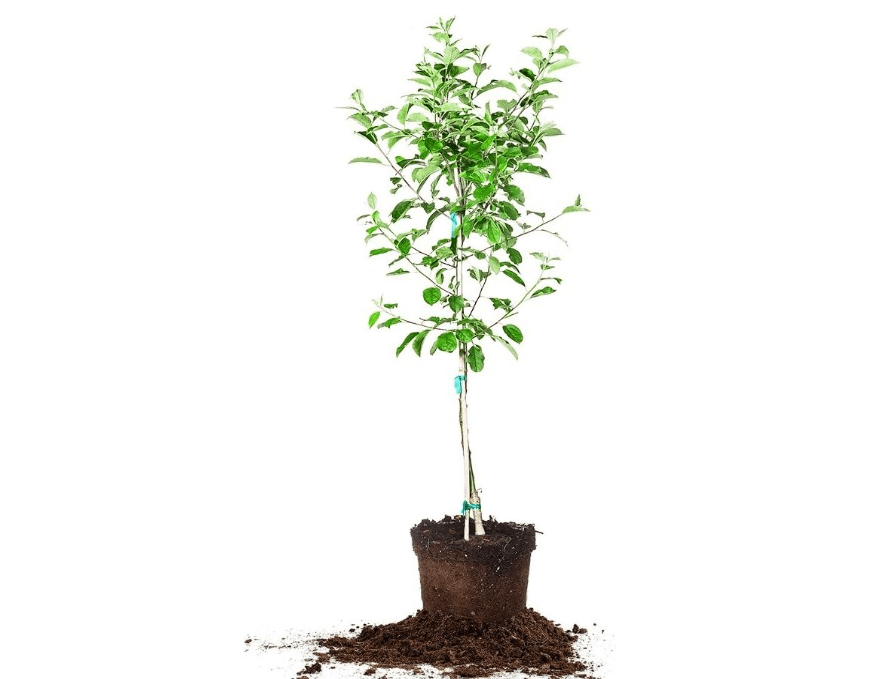 Anna Apple Tree - Size: 5-6 ft, Live Plant, Includes Special Blend Fertilizer & Planting