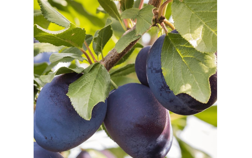 Stanley Plum Tree, Classic, Sweet-Tart European Plum with Rich Flavor and Ideal for Preserving, 2-3 ft Tree Height, 5 gal. Grower Pot (Due to Agricultural