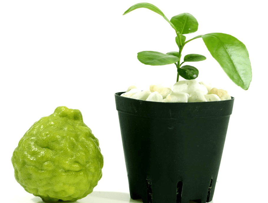 
Kaffir Lime Tree Starter Plant. Citrus Hystrix. Makrut Lime.