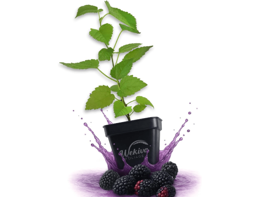  Illinois Everbearing Mulberry Tree - 4 Live Plants in 3 Inch Growers Pots - Morus Alba x Rubra - Edible Fruit Bearing Tree for The Patio and Garde