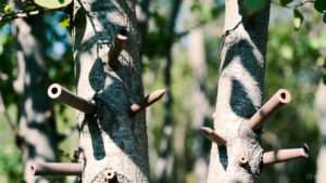 best tree fertilizer spikes