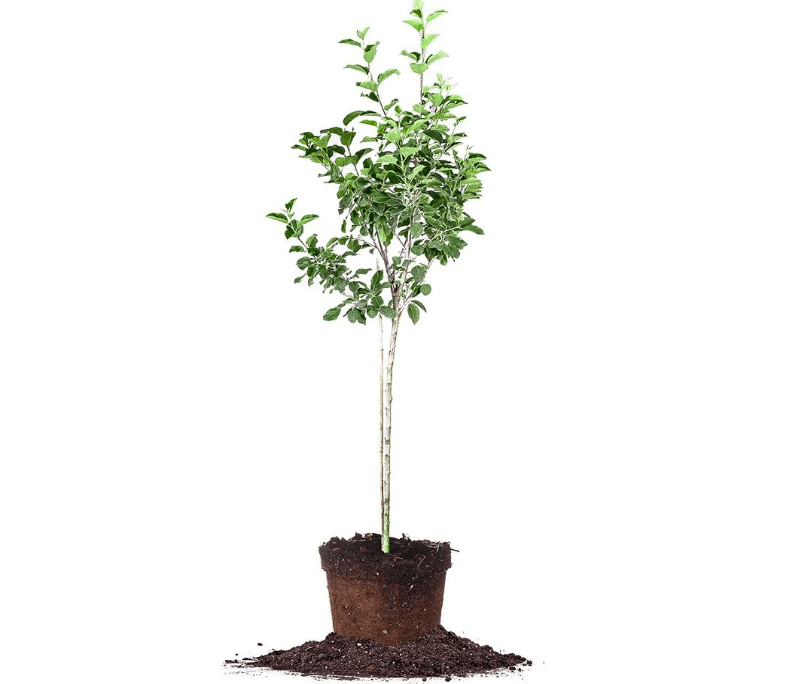 Dorsett Golden Apple Tree - Size: 5-6 ft, Live Plant, Includes Special Blend Fertilizer & Planting Guide