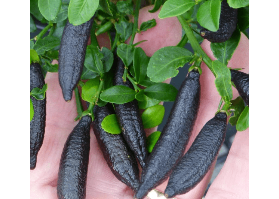 Australian Finger Lime Tree Live Plant Grafted, 2 Feet Tall Lime Tree in Pot, Finger Lime Plant, Citrus Tree Plant Live, No CA, HI, PR, GU, AK