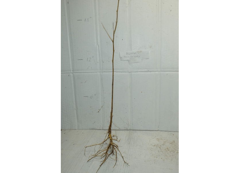  Black Mulberry (Morus nigra) 2 Year Old Plant, Bare Root 12-20 inches Tall