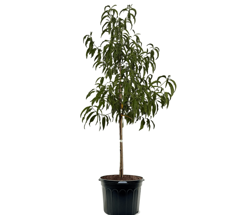 Flordaprince Peach Tree, Southern Variety, Low Chill Hours, Delicious Peaches, Early Harvest, 3-4 ft Tree Height, 7 gal Nursery Pot (Due to Agricultural.
