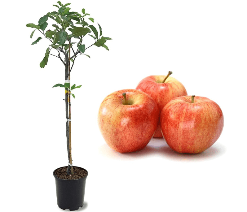 American Plant Exchange Live Gala Apple Tree, Fruit-Bearing Plant Pot for Harvest and Home and Garden Decor, 2-3' Tall, 1-Gallon Pot