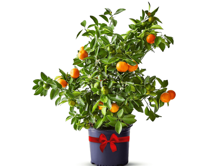 
Calamondin Tree Live Plants Outdoor Plant 18-22" Tall - Dwarf Indoor Fruit Trees Live Plants Cannot Ship: CA, AZ/T