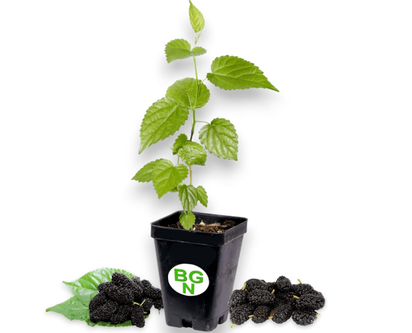  Dwarf Black Mulberry -Morus Nigra - Everbearing - Live Plant