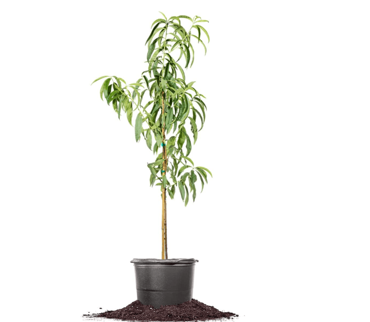 Perfect Plants Tropic Snow Peach Tree 4-5 Feet | Live Fruit Trees for Outdoor Planting | Easy to Grow in Home Gardens | Sweet & Healthy Fruits for Fresh.