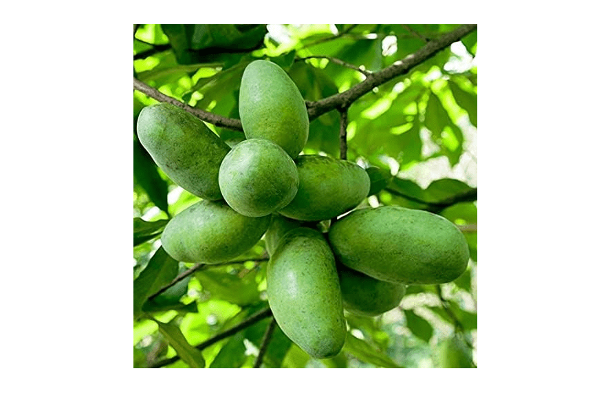 TriStar Plants - American Paw Paw Tree, 1 Gallon Pot - No Ship California - Healthy Established Roots, Pawpaw Fruit, Prairie Banana, Pawpaw Tree, Easy Grow...