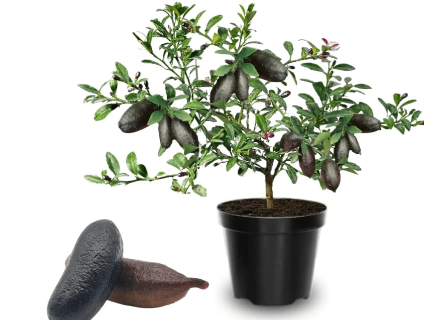 
No CA, Grafted Finger Lime Tree, Australian Finger Lime Tree 2 to 3 Ft Tall in Pot, Citrus for Planting