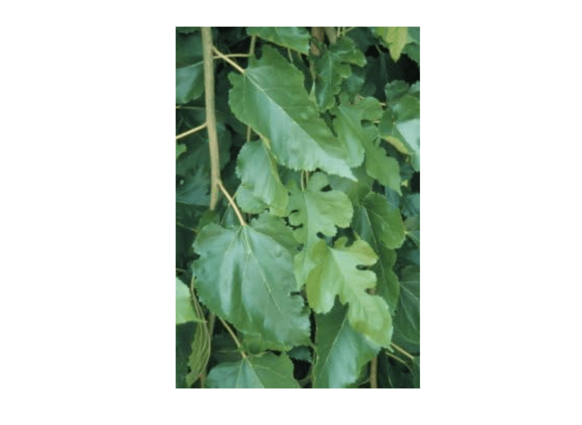  Morus alba: White Mulberry Seeds