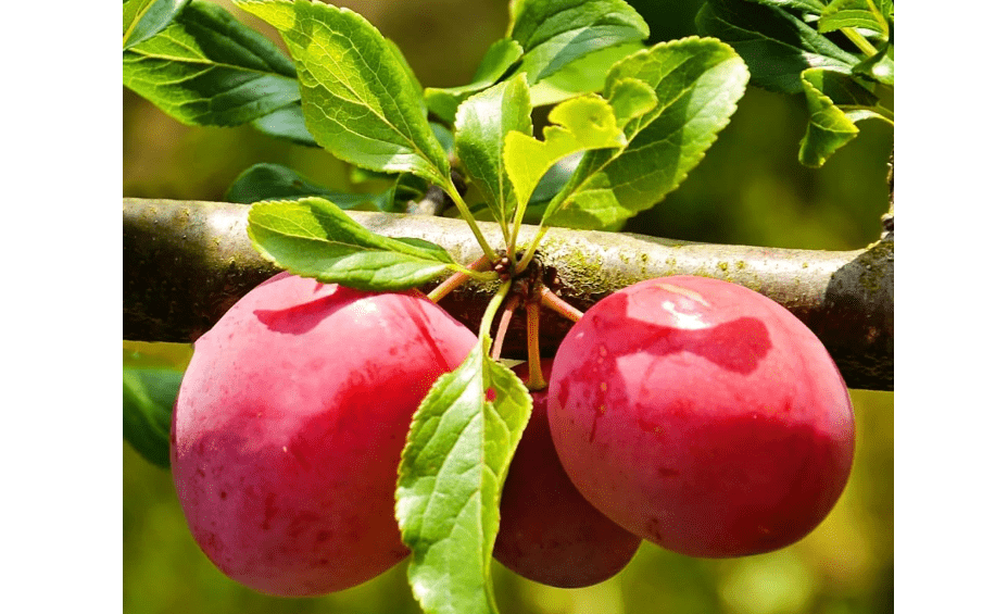 Methley Plum Tree, Sweet, Juicy Plum with Excellent Flavor and Early Ripening, 2-3 ft Tree Height, 5 gal. Grower Pot (Due to Agricultural Laws, we Cannot