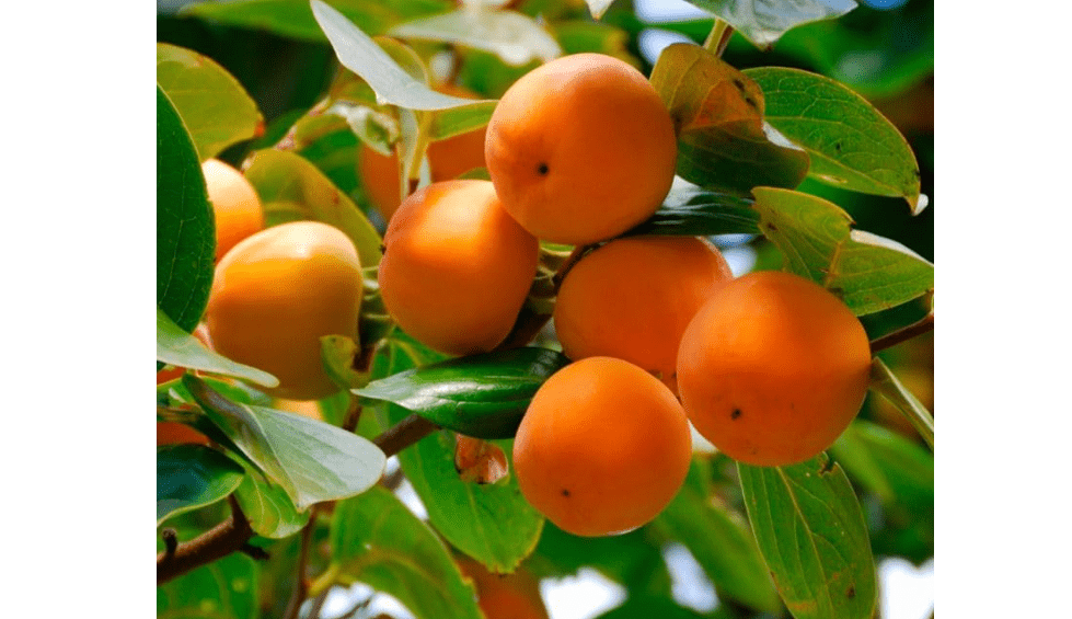 American Persimmon Tree - 8-16" Tall Live Plant - Quart Pot - Cold Hardy, Native Common Persimmon Fruit Seedling - Diospyros virginiana