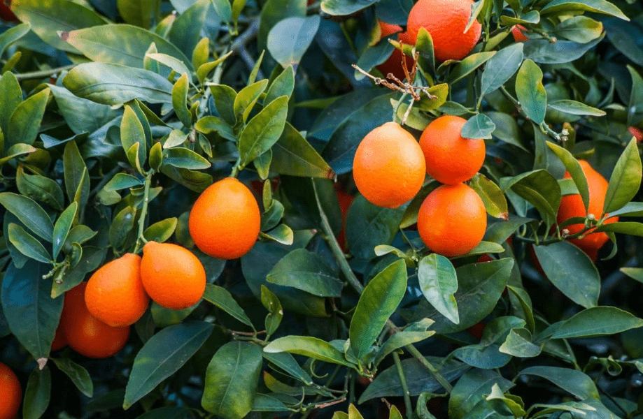 
Rangpur Lime Tree - 5 Live Plants in 1 Gallon Pots - Florida Only - Beautiful Fruit Bearing Citrus for Patio and Garden