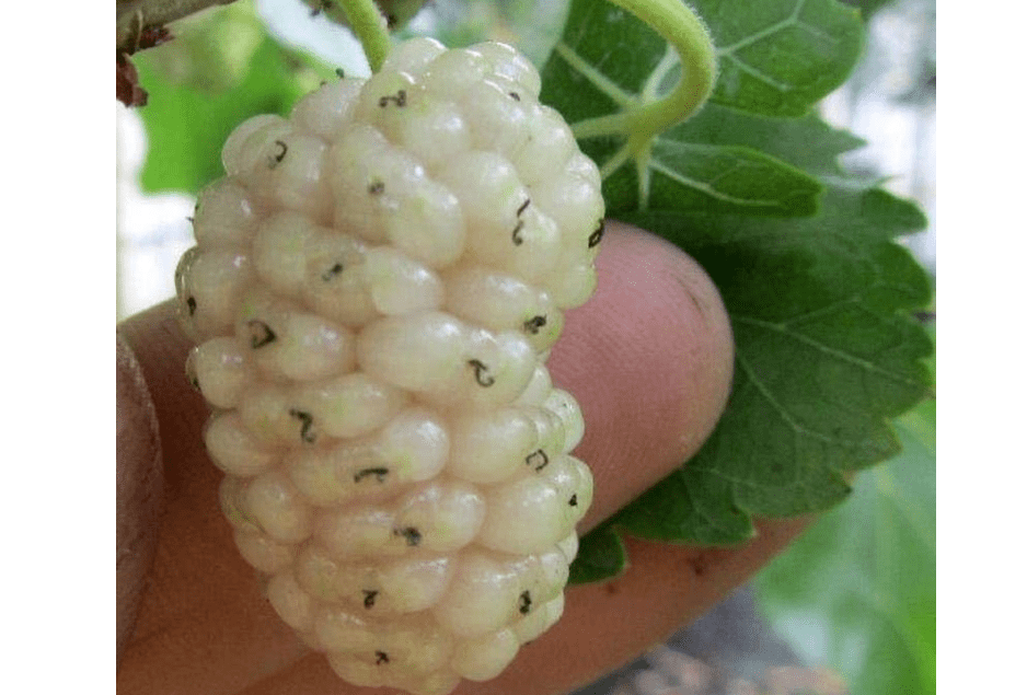 20-24" Tall White Mulberry (Morus alba) Plant, Russian, 2-3 Year Old, no Leaves