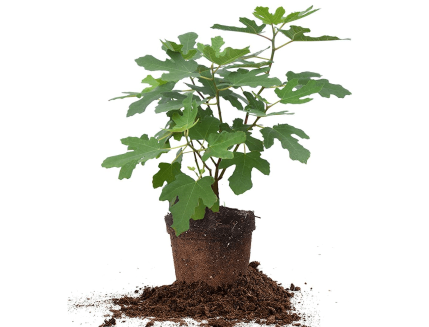 Chicago Hardy 1 Gallon